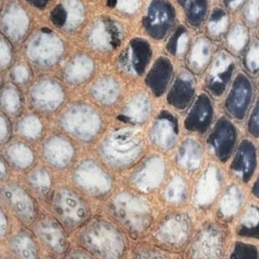 Hillard & Hanson Python Leather Block Heels - image 8